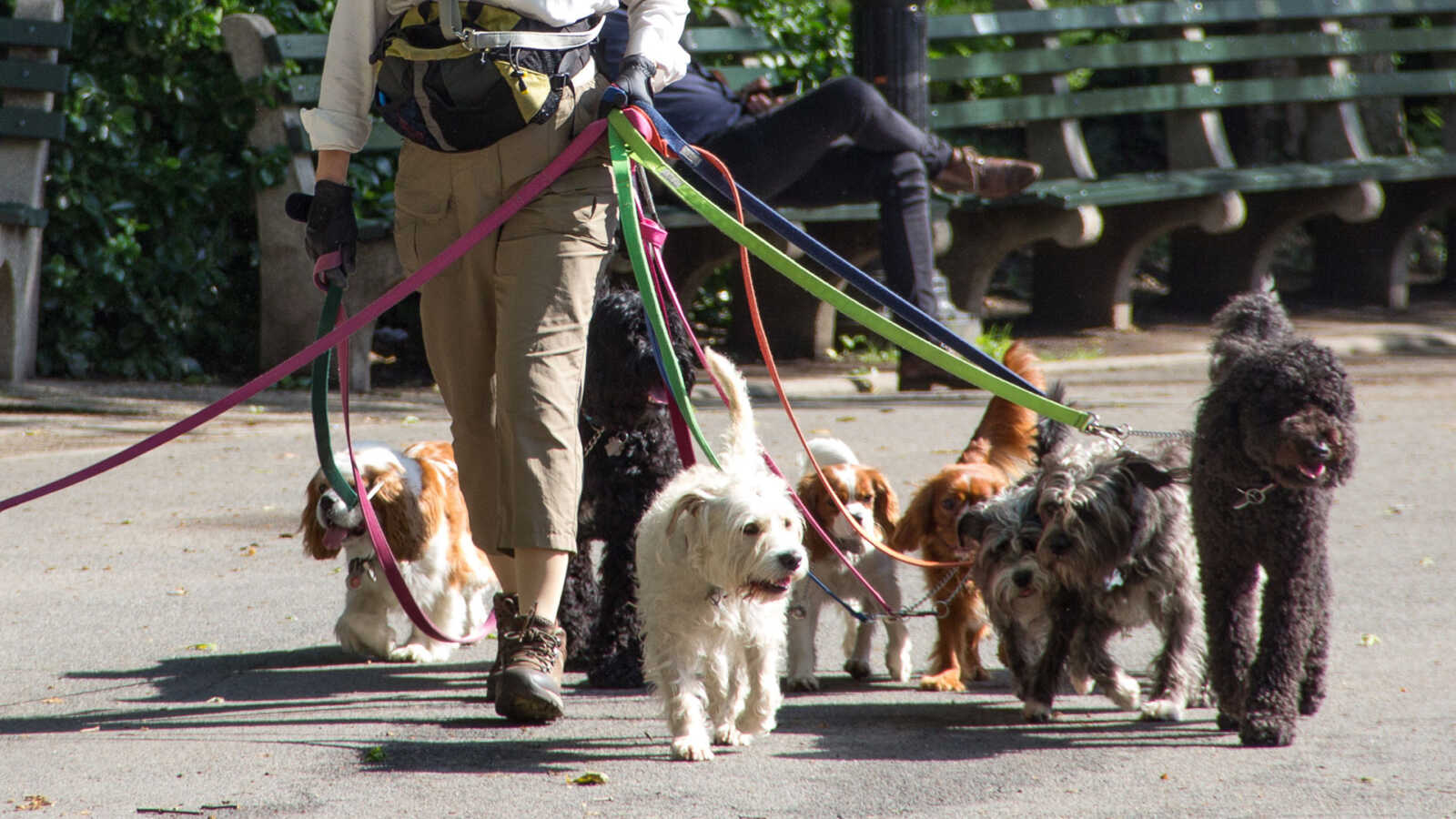 cómo te conviertes en un paseador de perros certificado